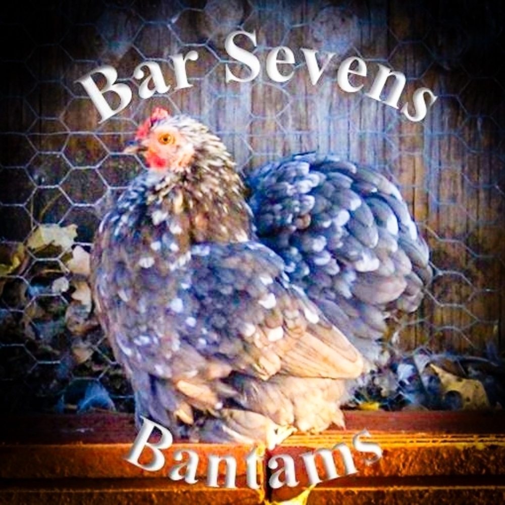 Black/Blue Mottled Cochin Bantam Eggs